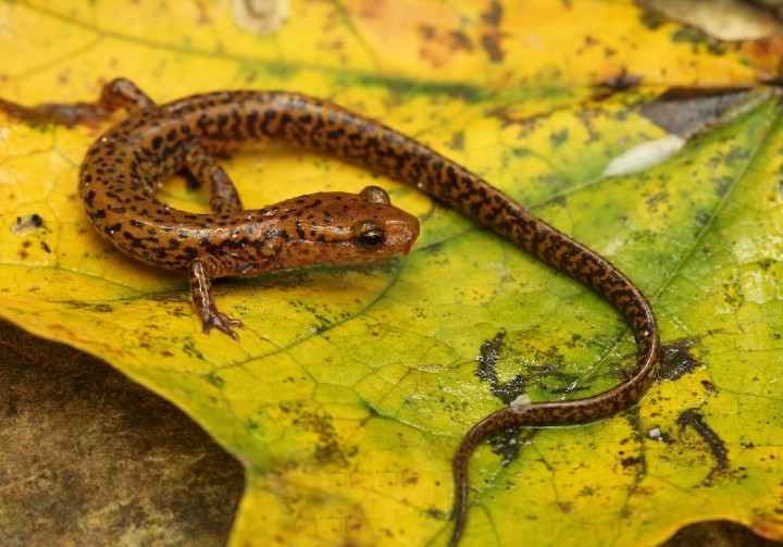 Longtail Salamander